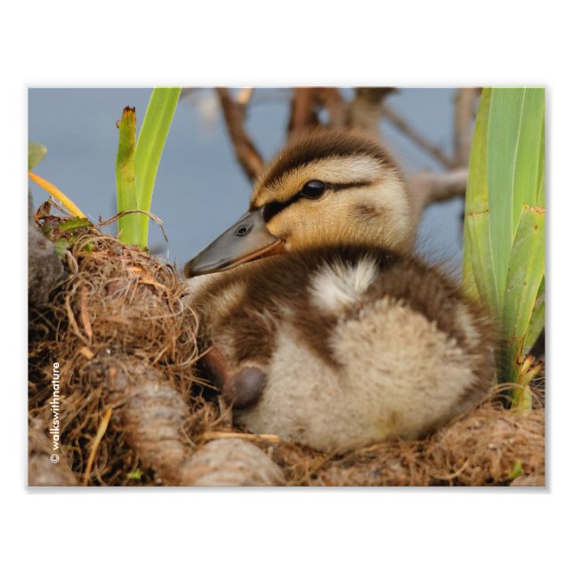 En Cute och Precocious Mallard Duckling Fototryck (Framsidan)