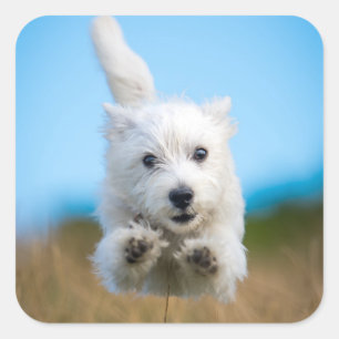 En Cute Väster Highland Terrier Puppy Running Fyrkantigt Klistermärke
