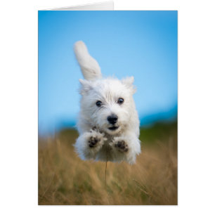 En Cute Väster Highland Terrier Puppy Running Hälsningskort