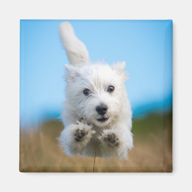 En Cute Väster Highland Terrier Puppy Running Magnet (Framsidan)