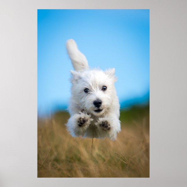 En Cute Väster Highland Terrier Puppy Running Poster (Framsidan)
