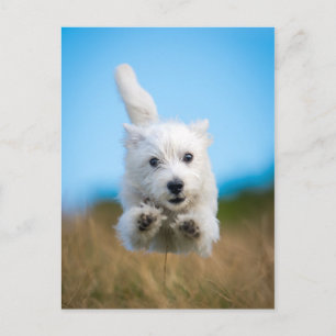 En Cute Väster Highland Terrier Puppy Running Vykort