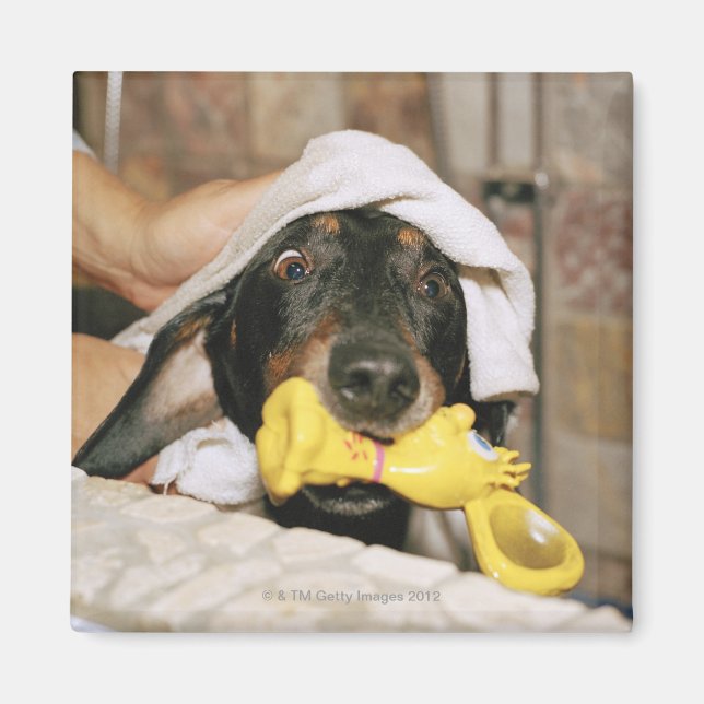 En dachshund blev slagen. magnet (Framsidan)