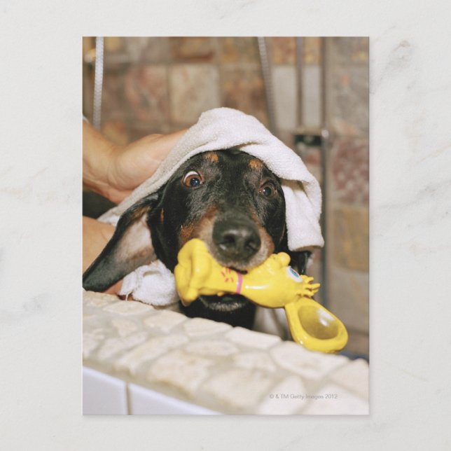 En dachshund blev slagen. vykort (Framsida)