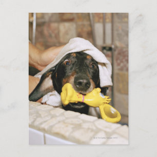 En dachshund blev slagen. vykort