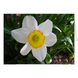 En daffodium skönhet OBS kort