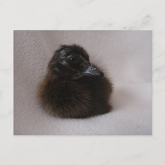 En dag gammalt dubbelsidigt vykort (Framsida)