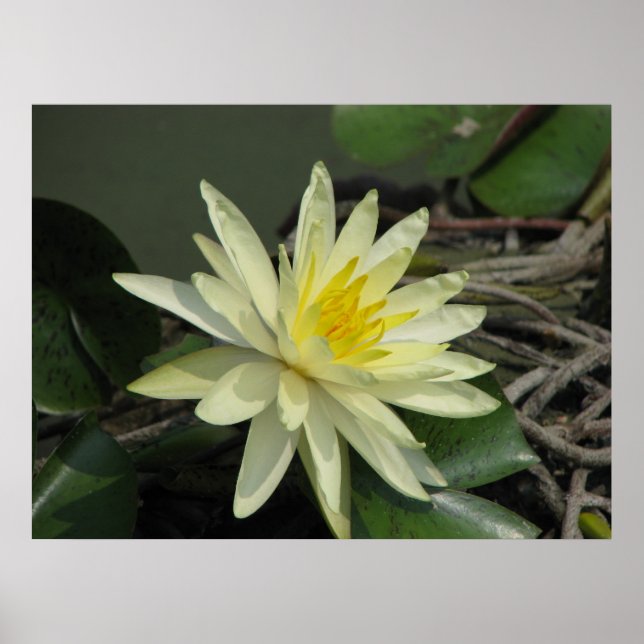 En dag i dammen poster (Framsidan)