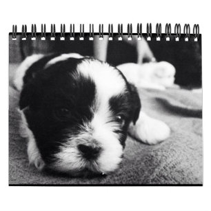 En dagstidningdos av pandaen kalender