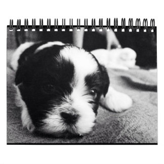 En dagstidningdos av pandaen kalender