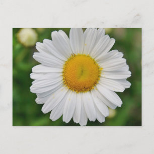 En Daisy blomma Vykort