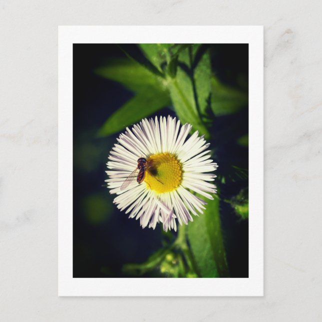 En daisy loppblomma och ett bin vykort (Framsida)