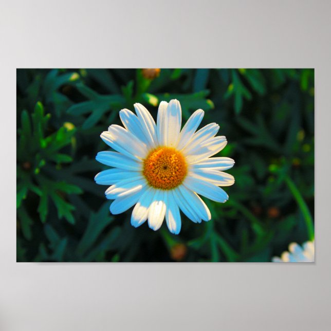 En Daisy Poster (Framsidan)