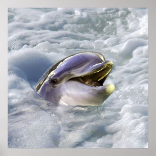 En delfin bäst leende poster
