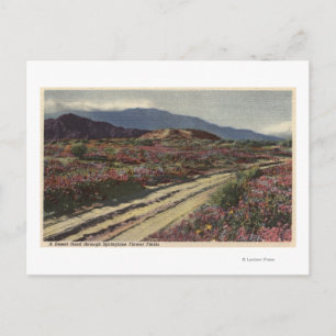 En Desert Road genom Springtime Flower Fält Vykort