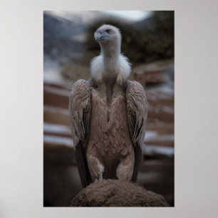 En detaljerad Griffon Vculture Porträtt Poster