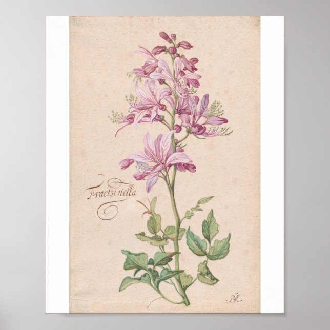 En Dictamnus av Balthasar van der Ast Poster (Framsidan)