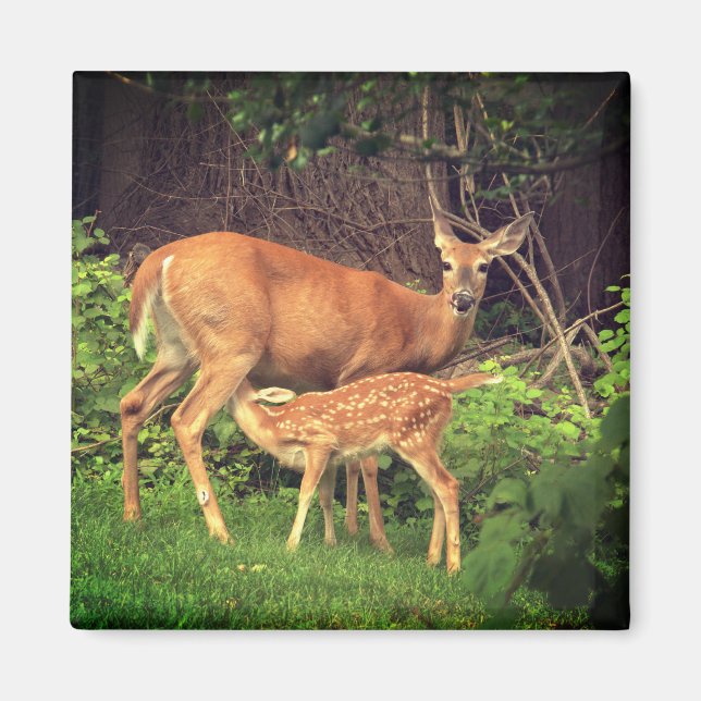 En doe och hennes fader magnet (Framsidan)