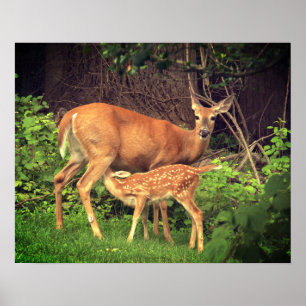 En doe och hennes fader poster