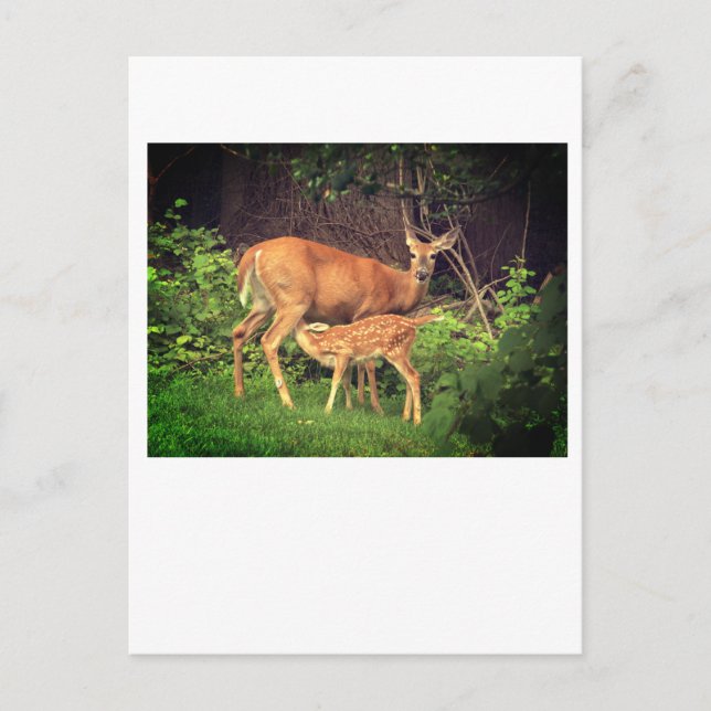En doe och hennes fader vykort (Framsida)