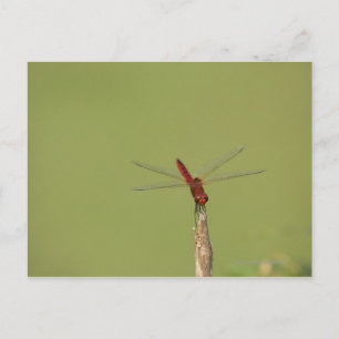 En Dragonfly vilar tillfälligt på ett torkat ogräs Vykort