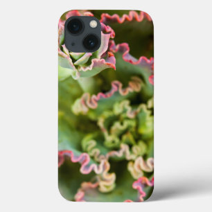 En Echeveria-anläggnings tillväxtbud