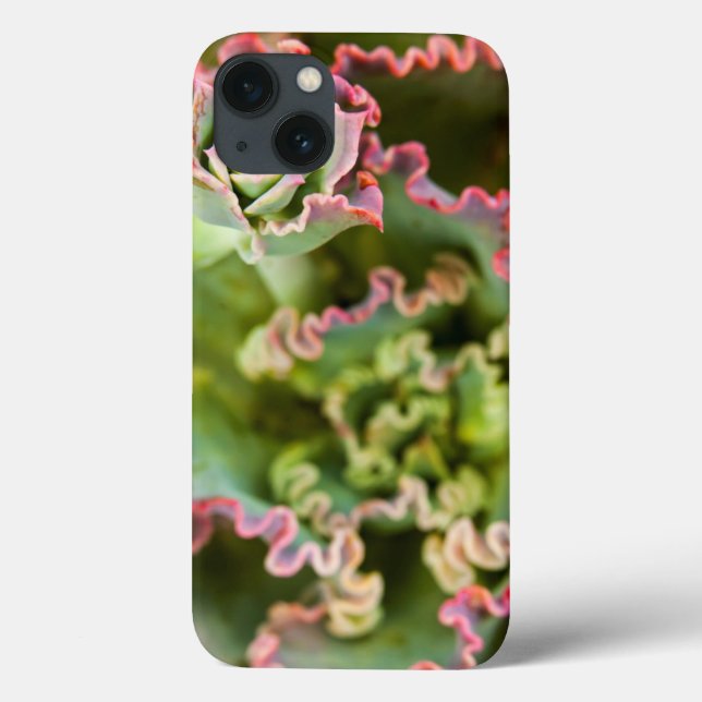 En Echeveria-anläggnings tillväxtbud (Baksida)