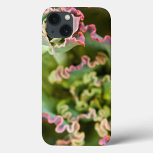En Echeveria-anläggnings tillväxtbud