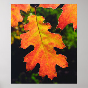 En ek Löv i sex floder Skogen Poster