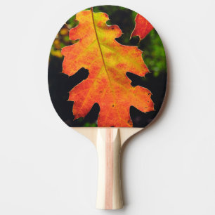 En ekollon i Six Rivers National Forrest Pingisracket