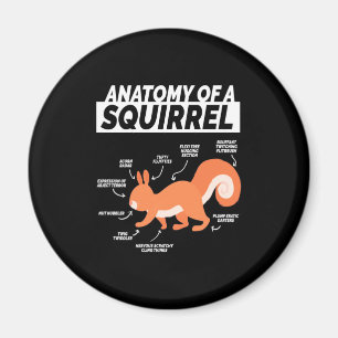 En ekorres anatomi magnet