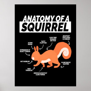 En ekorres anatomi poster