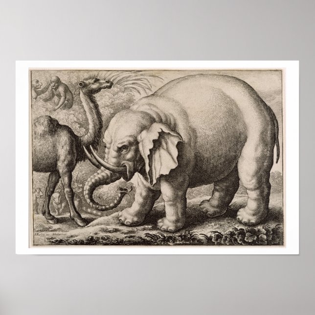 En elefant och en Camel, graverad av Wenceslaus Ho Poster (Framsidan)