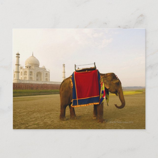 En elefants biprofil, Taj Mahal, Indien Vykort (Framsida)