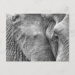En elefants öga vykort