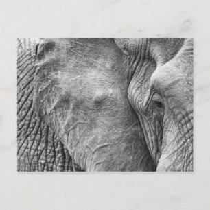 En elefants öga vykort