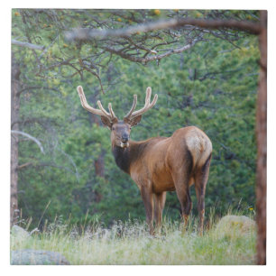 En Elk Tittar tillbaka ROCKY MOUNTAINS Kakelplatta