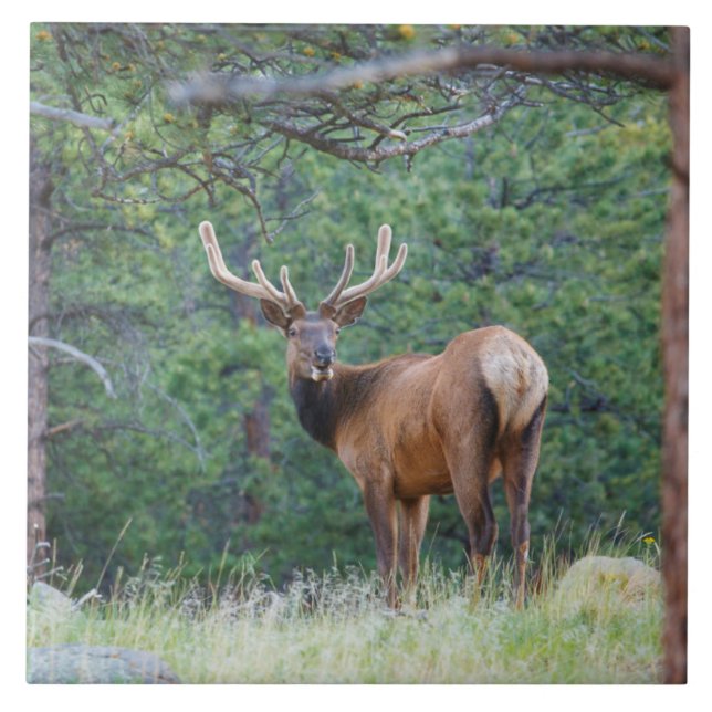 En Elk Tittar tillbaka | ROCKY MOUNTAINS Kakelplatta (Framsidan)