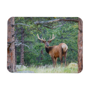 En Elk Tittar tillbaka ROCKY MOUNTAINS Magnet
