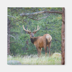 En Elk Tittar tillbaka ROCKY MOUNTAINS Magnet