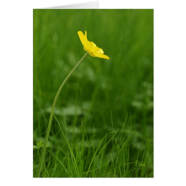 en enda blomma OBS kort (Framsidan)