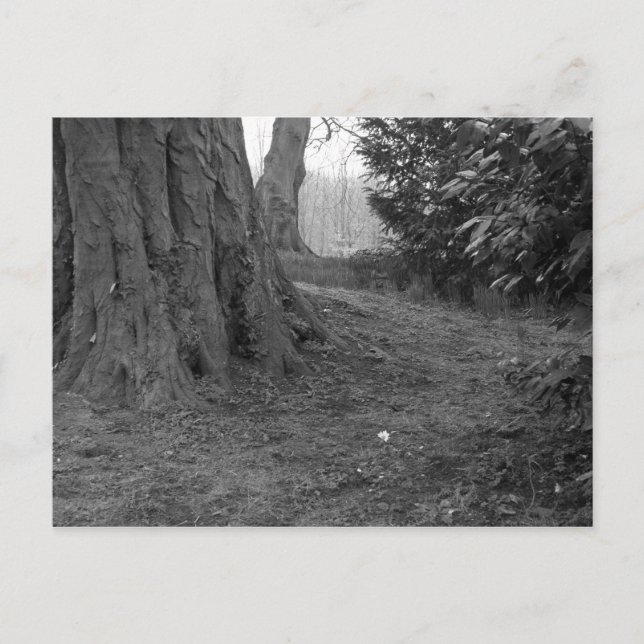 En enda blomma vykort (Framsida)