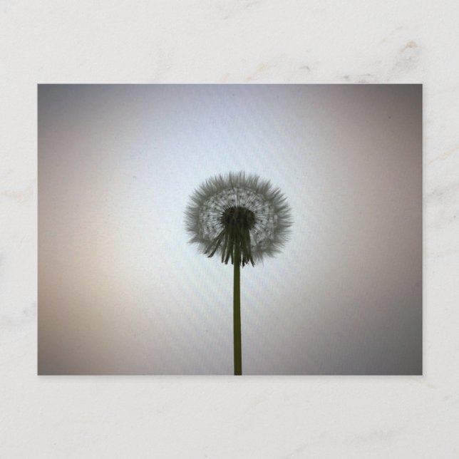 En enda dandelion mot en vit bakgrund vykort (Framsida)