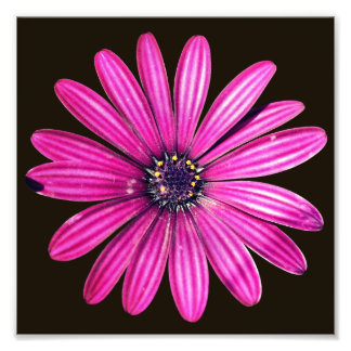 En enda Lila afrikansk Daisy blomma 8x8 Fototryck