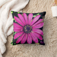 En enda Lila afrikansk Daisy blomma