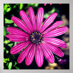 En enda Lila afrikansk Daisy blomma Poster
