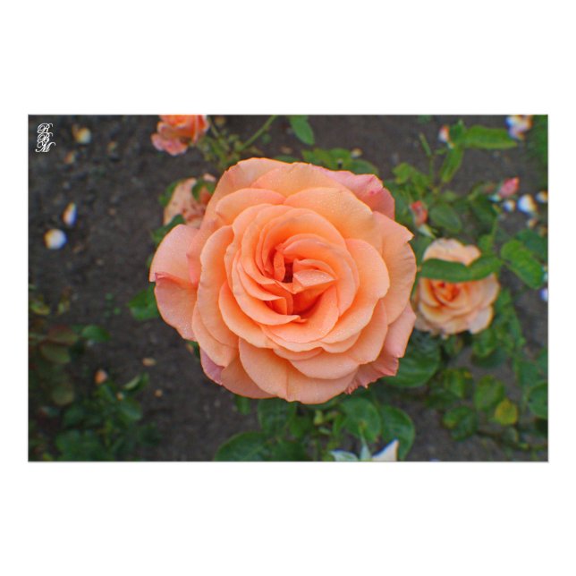 En enda Orange blomma Fototryck (Framsidan)