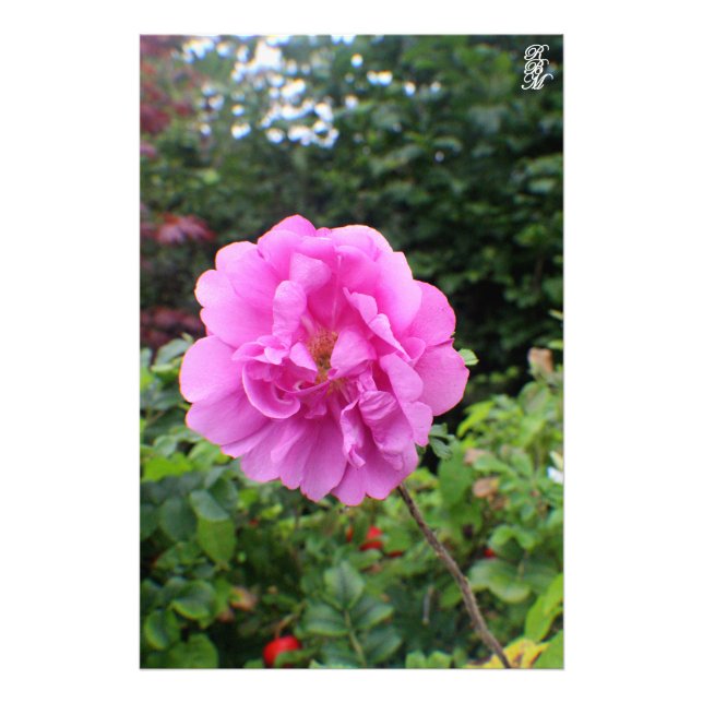 En enda Rosa blomma Fototryck (Framsidan)