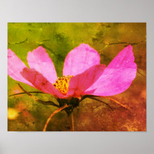 En enda Rosa Cosmos Flower Distress Art Poster