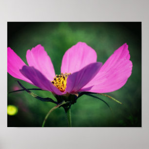 En enda Rosa kosmos blommar i blomman Poster